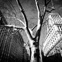 11 04 07 NewYork NYC 9473